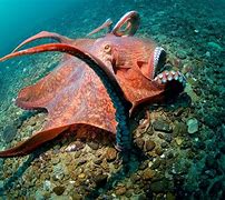 Image result for Pacific Ocean Octopus