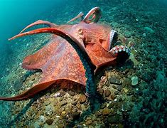 Image result for Octopus Mutal