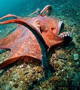 Image result for Biggest Octopus Ever Found in the World