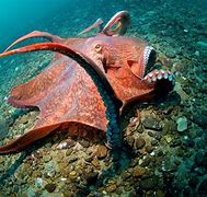 Image result for Biggest Octopus On Record