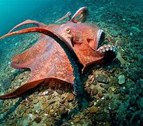 Image result for The Biggest Octopus On Earth
