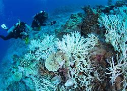 Image result for Dead Coral Reef