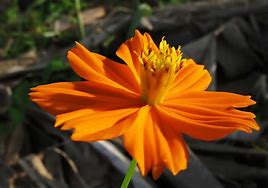 Image result for Orange Flower Close Up