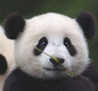 Image result for Panda Face Real