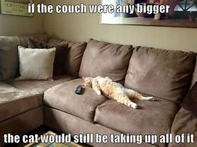 Image result for Couch Cat Meme