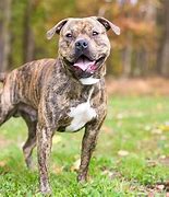 Image result for Light Brown Pit Bull