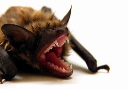 Image result for Bat Growing Toy