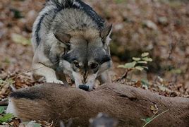 Image result for Red Wolf Hunting Prey