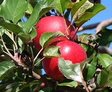 Image result for Orion Apple Variety