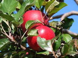 Image result for Apple Variety