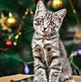 Image result for Cat Christmas Presents