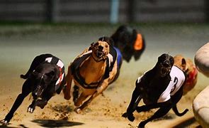 Image result for Greyhound Racing
