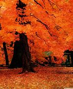 Image result for Fall iPad Wallpaper HD