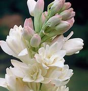 Image result for Polianthes tuberosa The Pearl