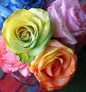 Image result for Tye Dye Roses