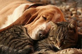 Image result for Cat Sleeping On Dog