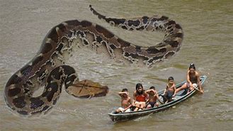 Image result for Sea Largest Snake Ever Found