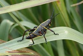 Image result for Cricket Yellow Legs