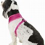 Image result for Medium Dog Harness
