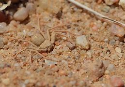 Image result for Six-Eyed Sand Spider Argentina-Brazil Bolivia