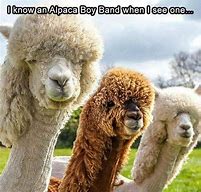 Image result for Alpaca Memes