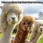 Image result for Emo Alpaca Meme