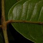 Image result for Dacryodes Edulis