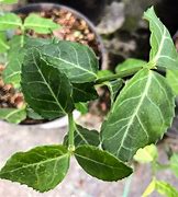 Image result for Euonymus fortunei Darts Blanket