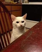 Image result for Disappointed Cat Meme