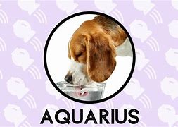 Image result for Aquarius Dog