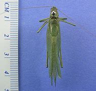 Image result for "broadwinged-katydid"