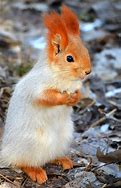 Image result for Animals with Red Ears