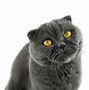 Image result for Russian Fold Cat