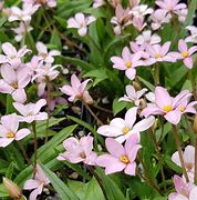 Image result for Rhodohypoxis Little Pink Pet