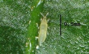 Image result for "citrus-thrips"