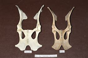 Image result for Deer Pelvis Bone