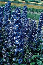 Image result for Delphinium Blue Bird (Pacific-Giant-Group)