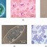 Image result for Eukaryotic Cell Model