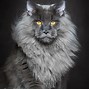 Image result for Most Beautiful Cat