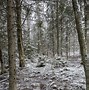 Image result for Estonian Nature