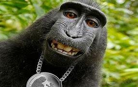 Image result for Hilarious Ape