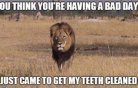 Image result for Cecil The Lion Meme