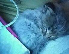 Image result for Cutest Cat Ever in the World