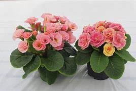 Image result for Primula vulgaris Queen Mandarin