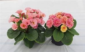 Image result for Primula vulgaris Queen Pink