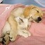 Image result for Dog and Cat Quotes