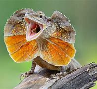 Image result for A Gray Lizard
