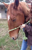 Image result for Western Horse with Neck Rope On