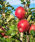 Image result for Pink Apple Images