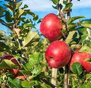 Image result for Pink Lady Apple Tree USA